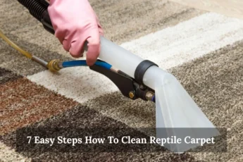 7 Easy Steps How To Clean Reptile Carpet
