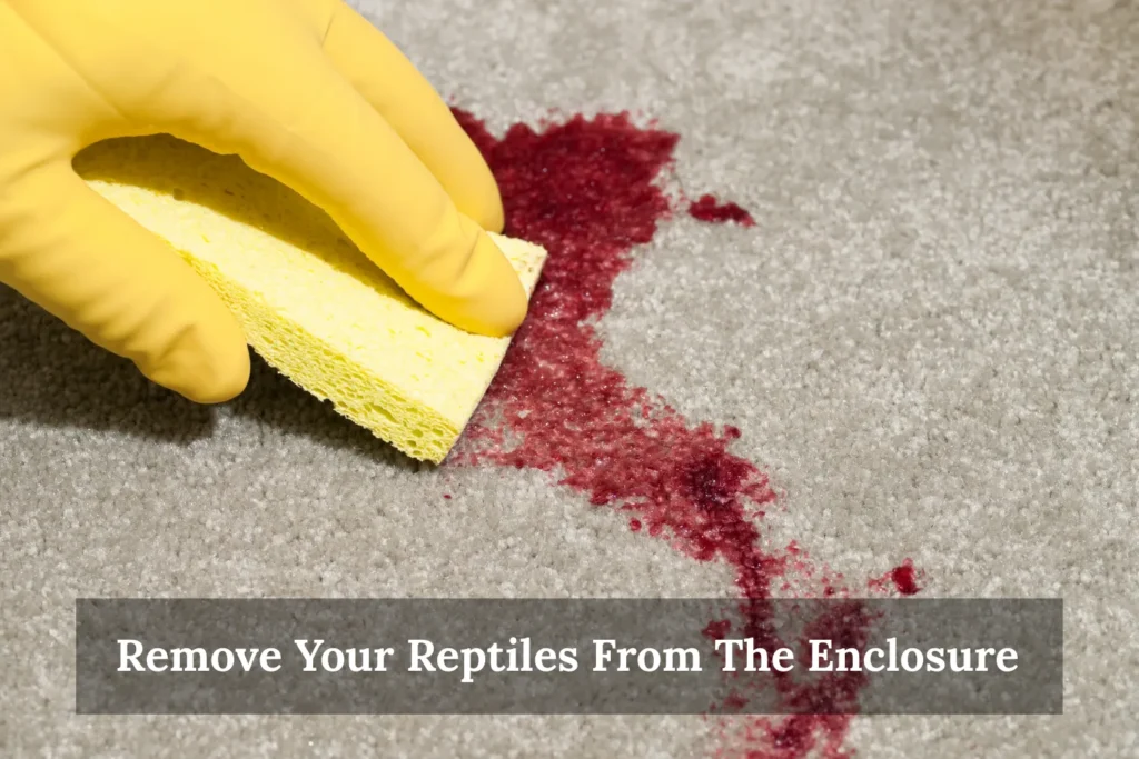 Remove Your Reptiles From The Enclosure